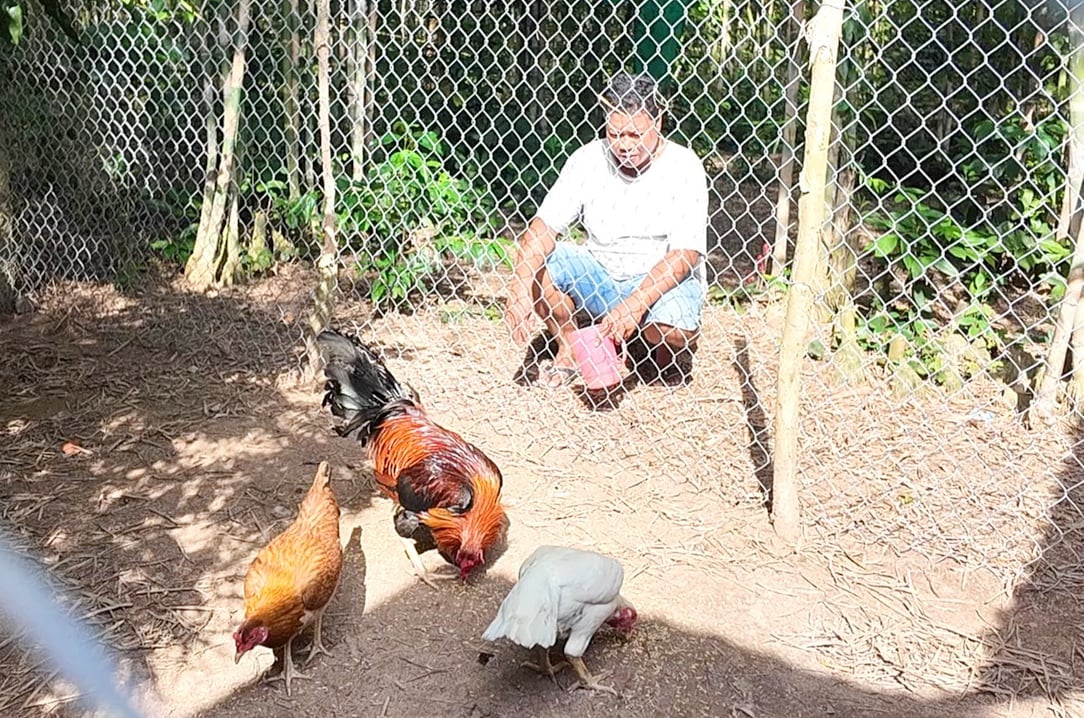 Anh Chau Đinh quan sát đàn gà lai trong khu nuôi riêng, theo dõi sức khỏe và khả năng sinh trưởng để chọn lọc những con giống chất lượng. Ảnh: Lê Hoàng Vũ.
