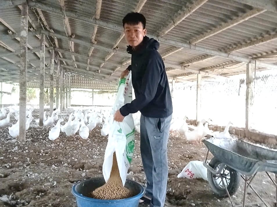 Anh Đức kết hợp thức ăn viên công nghiệp với ốc tươi, lúa, cá nhỏ, vừa tiết kiệm chi phí, vừa giúp vịt khỏe, đẻ đều và trứng có chất lượng cao. Ảnh: Trường Giang.
