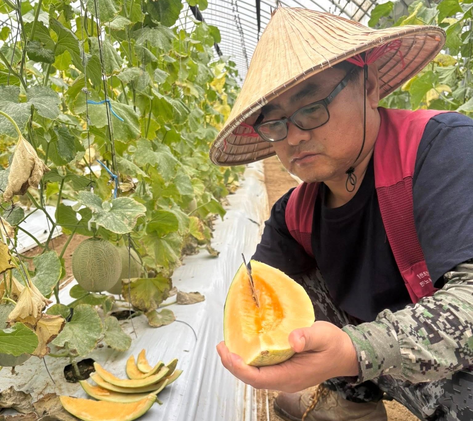 Nhờ bảo hiểm nông nghiệp, nông dân Hàn Quốc đã dạnh dạn đầu tư vào nông nghiệp, nhất là sản xuất hàng hóa công nghệ cao. Ảnh: Lê San. Nhờ bảo hiểm nông nghiệp, nông dân Hàn Quốc đã dạnh dạn đầu tư vào nông nghiệp, nhất là sản xuất hàng hóa công nghệ cao. Ảnh: Lê San.