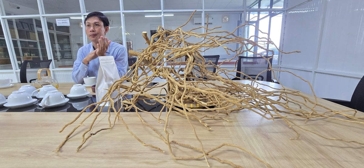 Anh Nguyễn Văn Khôn là người đưa cây dược liệu xáo tam phân đến với Đồng Nai và phát triển thành vùng trồng dược liệu nổi tiếng. Ảnh: Minh Sáng.