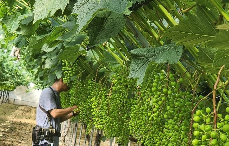 Sau hơn 20 năm triển khai, bảo hiểm nông nghiệp Hàn Quốc đã trở thành 'lá chắn kinh tế' thực thụ. Ảnh: Lê San. Sau hơn 20 năm triển khai, bảo hiểm nông nghiệp Hàn Quốc đã trở thành 'lá chắn kinh tế' thực thụ. Ảnh: Lê San.