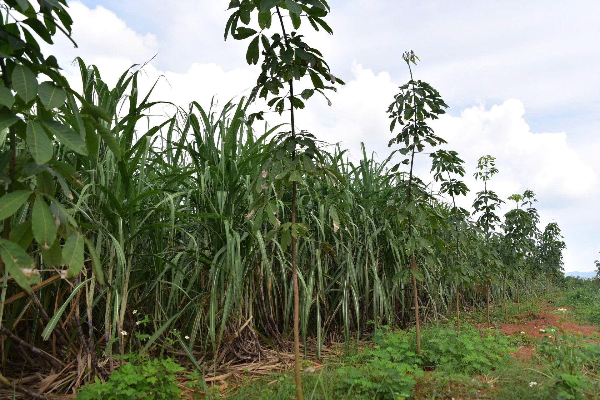 Mô hình thử nghiệm xen canh mía - cao su tại Trung tâm Nghiên cứu Cây ăn quả và Cây công nghiệp Phủ Quỳ. Ảnh: Kiều Chi.