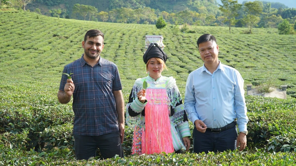 Cây chè đã đến đúng nơi cần đến với giá trị ngày cảng ổn định khi sang thị trường Trung Đông. Ảnh: Đức Bình.