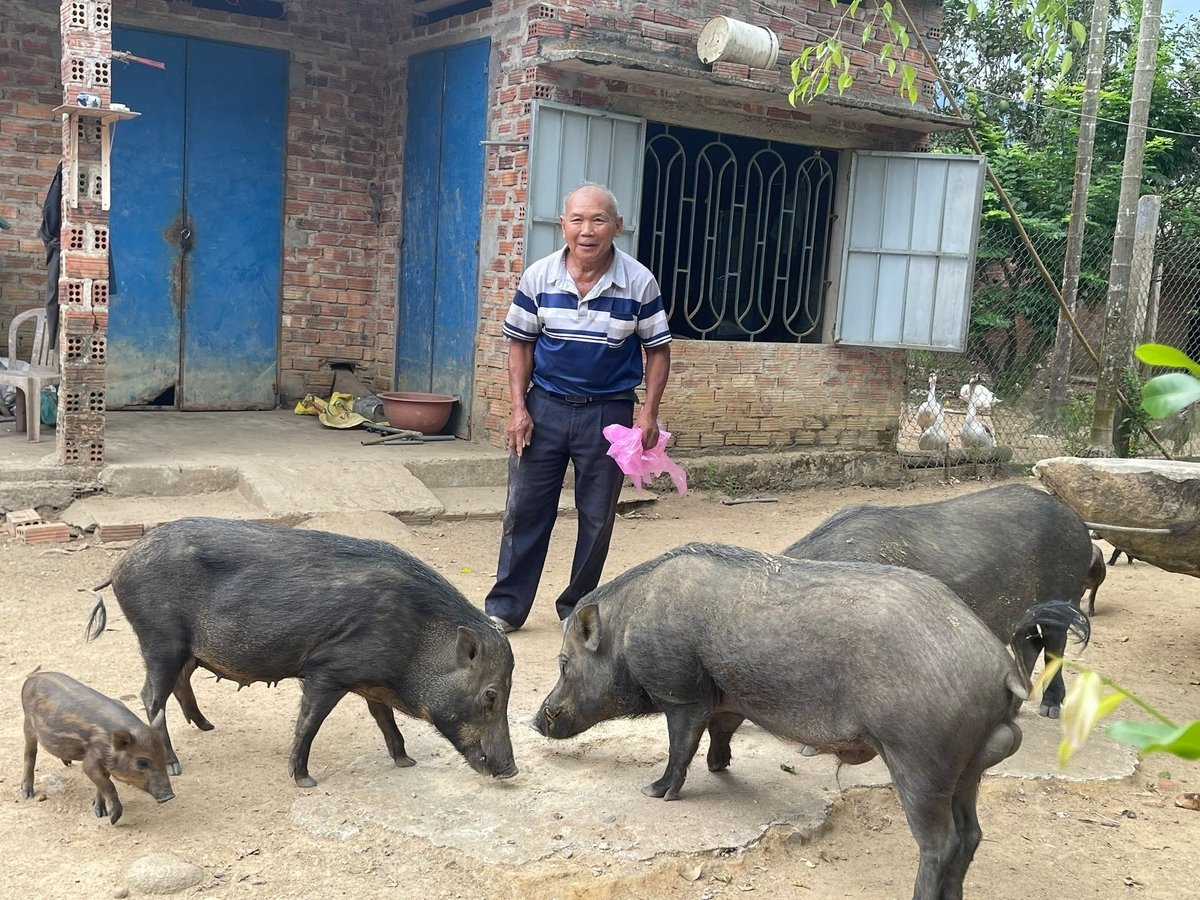 Cựu chiến binh Huỳnh Thân thành công với mô hình nuôi heo thả rông. Ảnh: V.H.