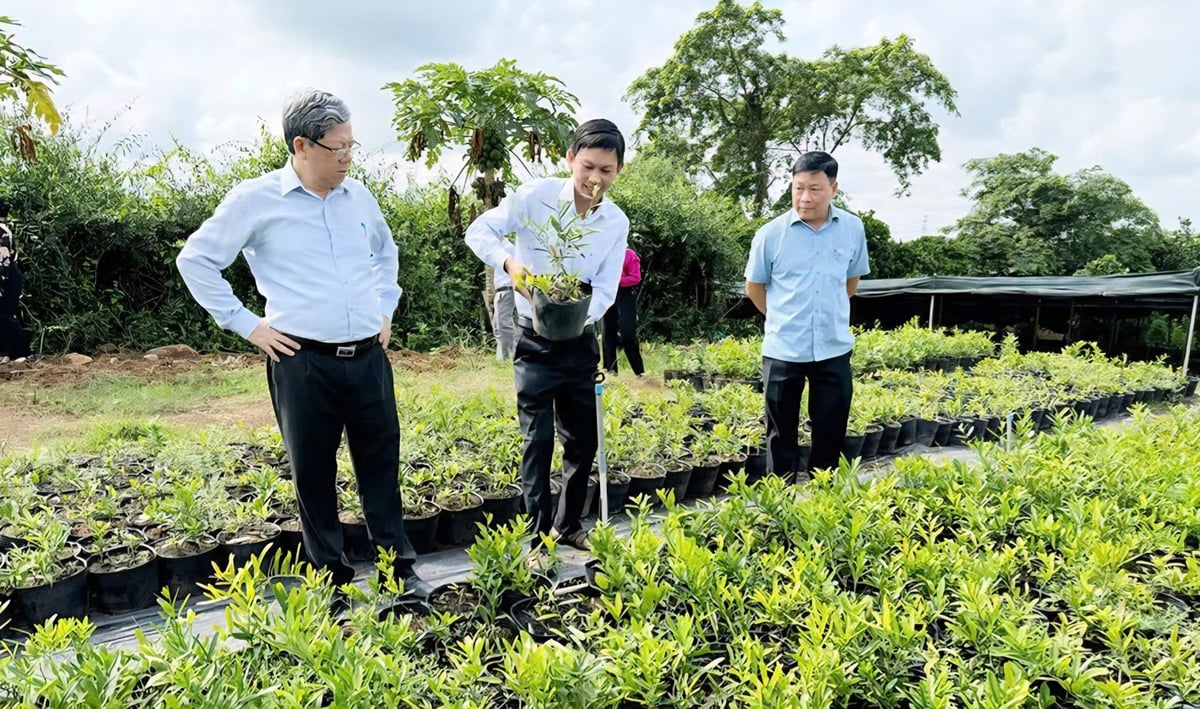 Khách tham quan vườn giống cây xáo tam phân của anh Nguyễn Văn Khôn ở xã Hưng Thịnh, tỉnh Đồng Nai. Ảnh: Hoàng Phúc.