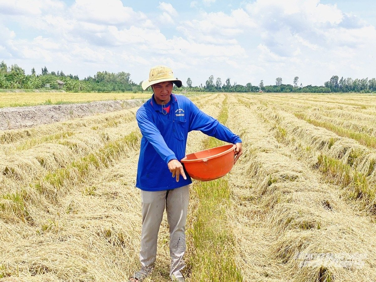 Nông dân thu gom rơm rạ sau thu hoạch lúa để bán cho người trồng nấm, góp phần tăng thu nhập và hạn chế đốt rơm gây ô nhiễm môi trường. Ảnh: Lê Hoàng Vũ.