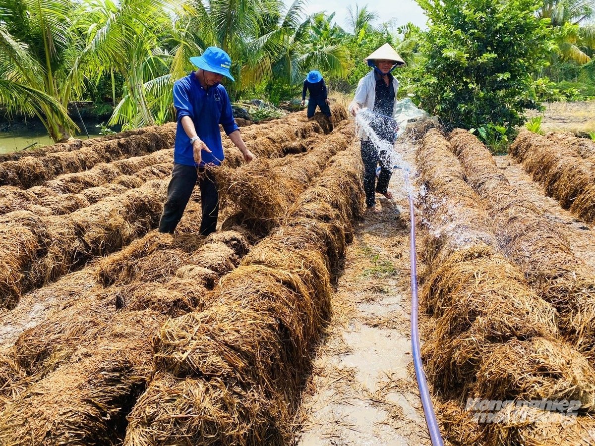 Người dân tận dụng rơm rạ để làm nấm rơm. Ảnh: Lê Hoàng Vũ.
