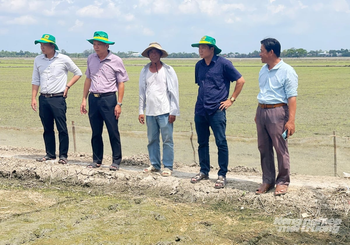 Lãnh đạo Sở Nông nghiệp và Môi trường An Giang và nông dân khảo sát mô hình sản xuất lúa giảm phát thải. Ảnh: Lê Hoàng Vũ.