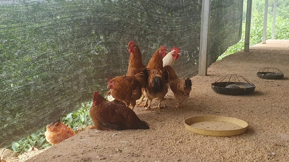 Hiện nay chính quyền xã Vân Sơn đang xây dựng quy trình để hướng tới sản phẩm OCOP đối với thịt gà lục đinh. Ảnh: Dũng Thiệu.