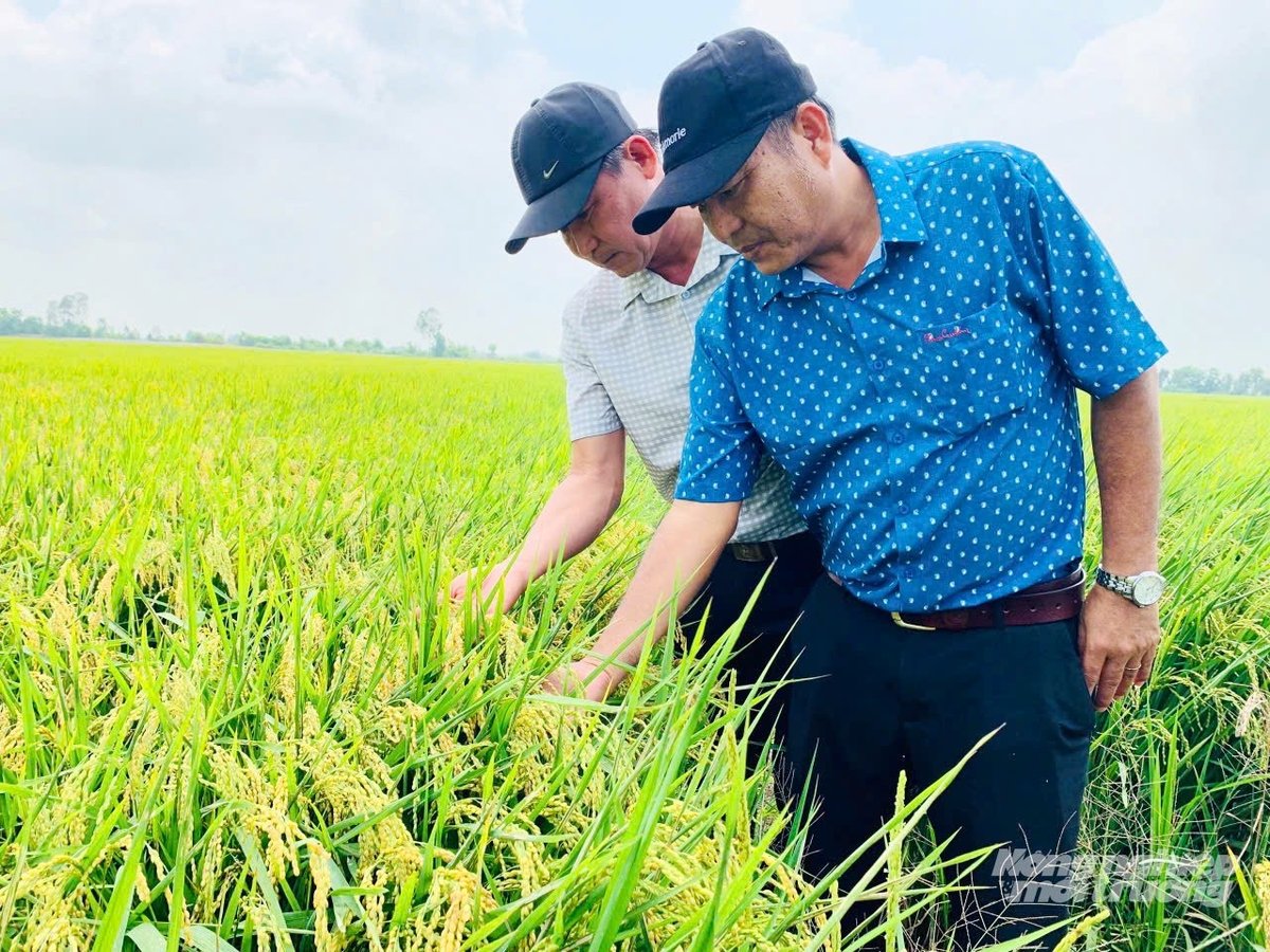 Không chỉ sản xuất phân bón, ông Chào còn mở rộng sang liên kết sản xuất lúa an toàn và hữu cơ với nông dân, hình thành chuỗi khép kín từ đầu vào đến đầu ra. Ảnh: Lê Hoàng Vũ. Không chỉ sản xuất phân bón, ông Chào còn mở rộng sang liên kết sản xuất lúa an toàn và hữu cơ với nông dân, hình thành chuỗi khép kín từ đầu vào đến đầu ra. Ảnh: Lê Hoàng Vũ.