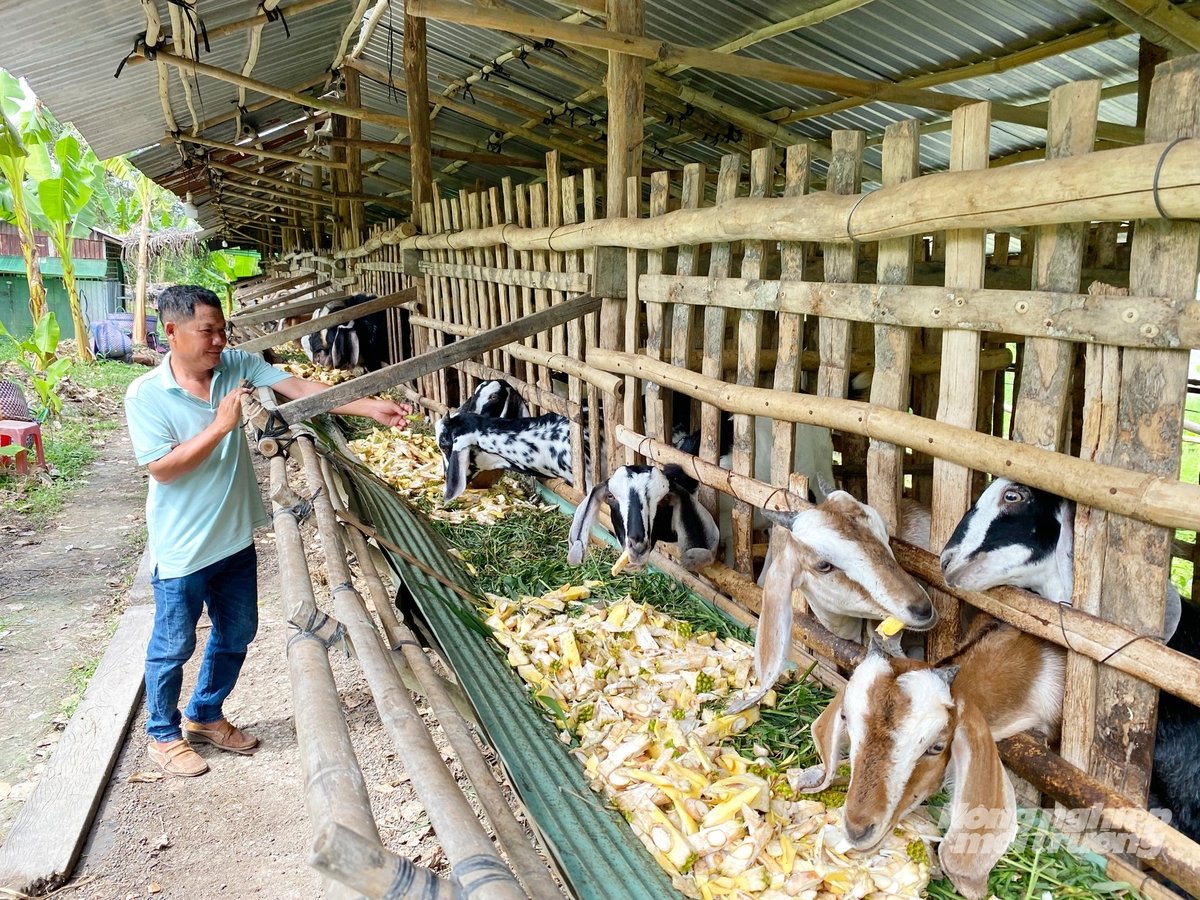 Không chỉ chú trọng năng suất, Cần Thơ mới còn hướng tới chăn nuôi xanh, tuần hoàn, tận dụng phụ phẩm và xử lý chất thải hiệu quả. Ảnh: Lê Hoàng Vũ.