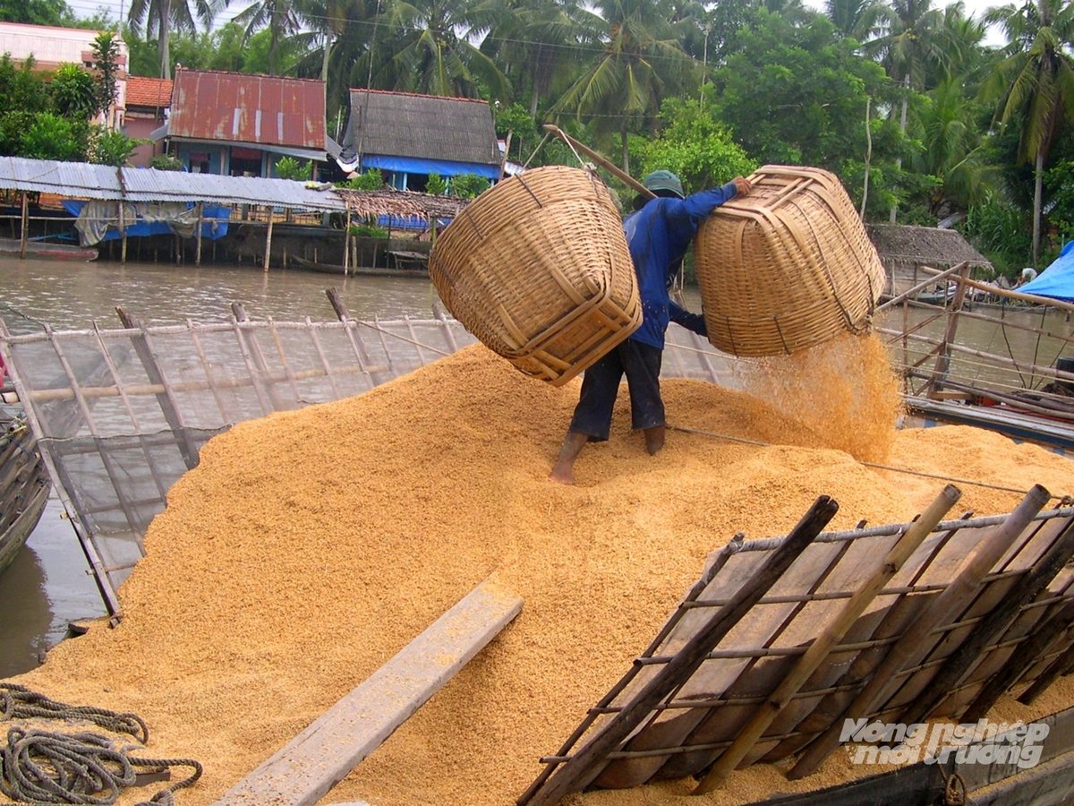 Thu mua trấu tại các nhà máy xay xát gạo. Ảnh: Lê Hoàng Vũ.