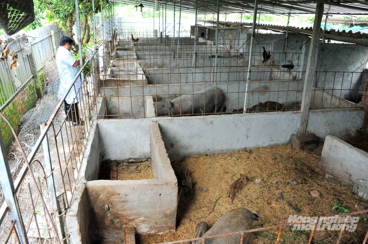Nuôi heo trên đệm lót sinh học vừa giảm mùi hôi, vừa ít tốn nước rửa chuồng. Ảnh: Lê Hoàng Vũ.