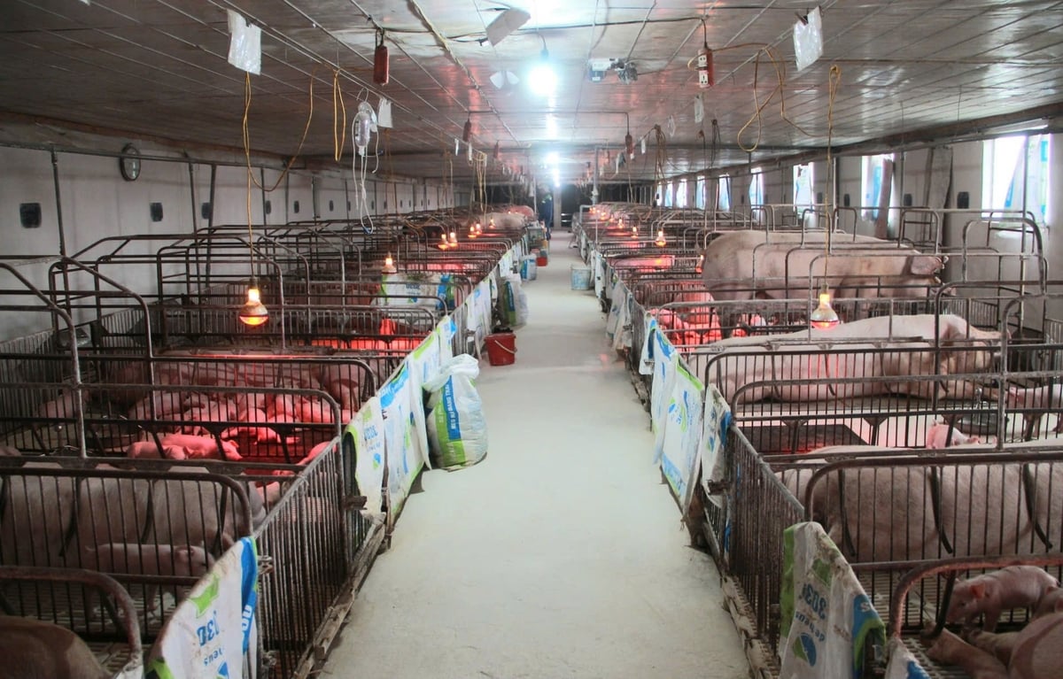 Nhiều hộ dân tại xã Nam An Phụ phát triển kinh tế bền vững nhờ nuôi lợn. Ảnh: Hoàng Phong. Nhiều hộ dân tại xã Nam An Phụ phát triển kinh tế bền vững nhờ nuôi lợn. Ảnh: Hoàng Phong.