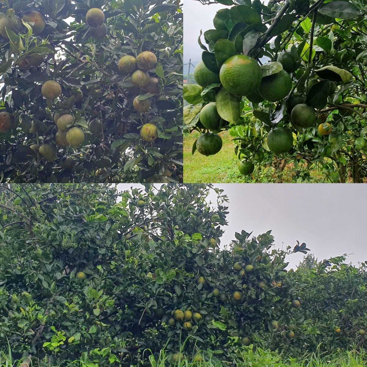 Vườn cam xoàn trĩu quả của HTX Sen Ngọc chuẩn bị đến mùa thu hoạch. Ảnh: Quán Dũng.
