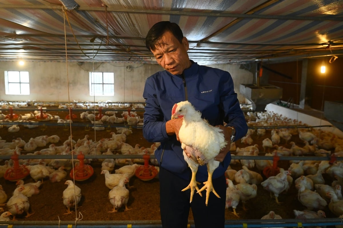 Chăn nuôi là lĩnh vực có tốc độ tăng giá trị gia tăng cao và ổn định nhất trong nông nghiệp. Ảnh: Minh Anh.