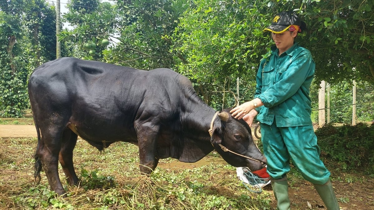 Nhờ khoa học công nghệ, nhiều giống vật nuôi mới sinh trưởng nhanh, chất lượng thịt cao đã được đưa vào sản xuất.