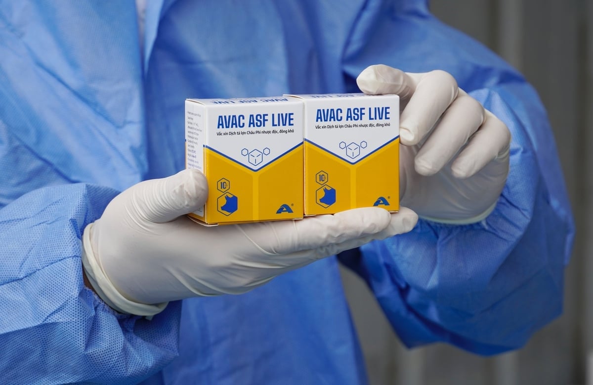 Vaccine dịch tả lợn Châu Phi do Việt Nam sản xuất là loại đầu tiên trên thế giới được cấp phép và xuất khẩu. Ảnh: Hồng Thắm.
