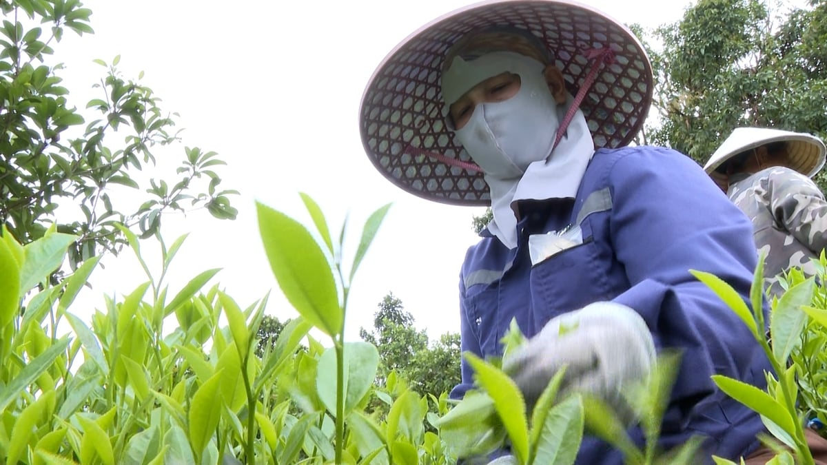 Cây chè được người dân Thái Nguyên quan tâm đầu tư, diện tích đạt chuẩn VietGAP tăng qua từng năm. Ảnh: Ngọc Tú. Cây chè được người dân Thái Nguyên quan tâm đầu tư, diện tích đạt chuẩn VietGAP tăng qua từng năm. Ảnh: Ngọc Tú.