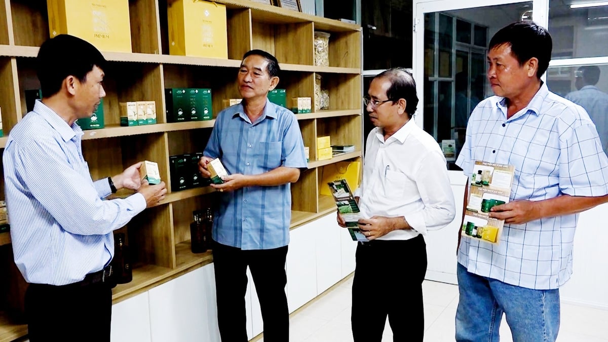 Anh Nguyễn Văn Khôn giới thiệu những sản phẩm chế biến từ cây dược liệu xáo tam phân. Ảnh: Minh Sáng.