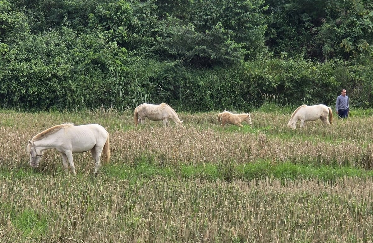 Mỗi năm, anh Ánh có thể bán ngựa giống thu về hàng chục triệu đồng. Ảnh: Hoàng Nghĩa.