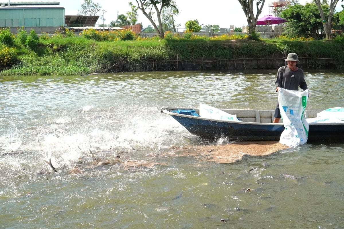 ĐBSCL là nơi tập trung hầu hết ngành công nghiệp cá da trơn của Việt Nam. Ảnh: Kim Anh. ĐBSCL là nơi tập trung hầu hết ngành công nghiệp cá da trơn của Việt Nam. Ảnh: Kim Anh.