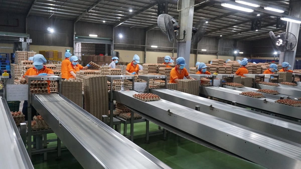 Ngành chăn nuôi Việt Nam đang chuyển mạnh sang hướng công nghệ cao, giảm phát thải. 
