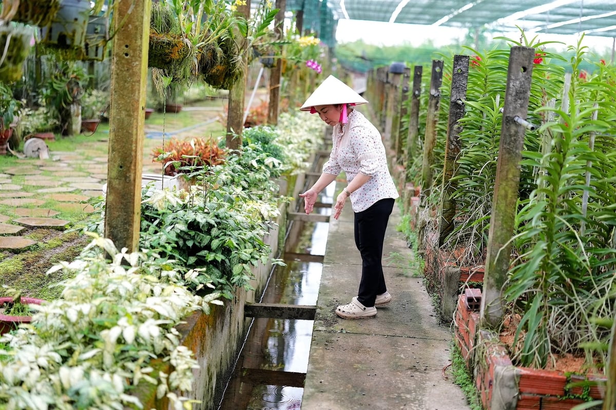 Hệ thống mương thoát nước tại các vườn lan của HTX Hoa lan Huyền Thoại được đầu tư bài bản. Ảnh: Phúc Lập.