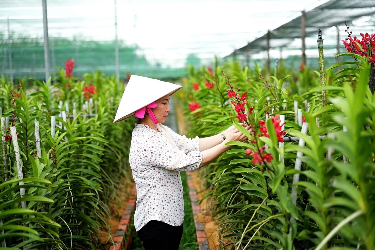 Các luống hoa được xây cao 40cm. Nền đất giữa các luống trải bạt sạch sẽ. Ảnh: Phúc Lập.