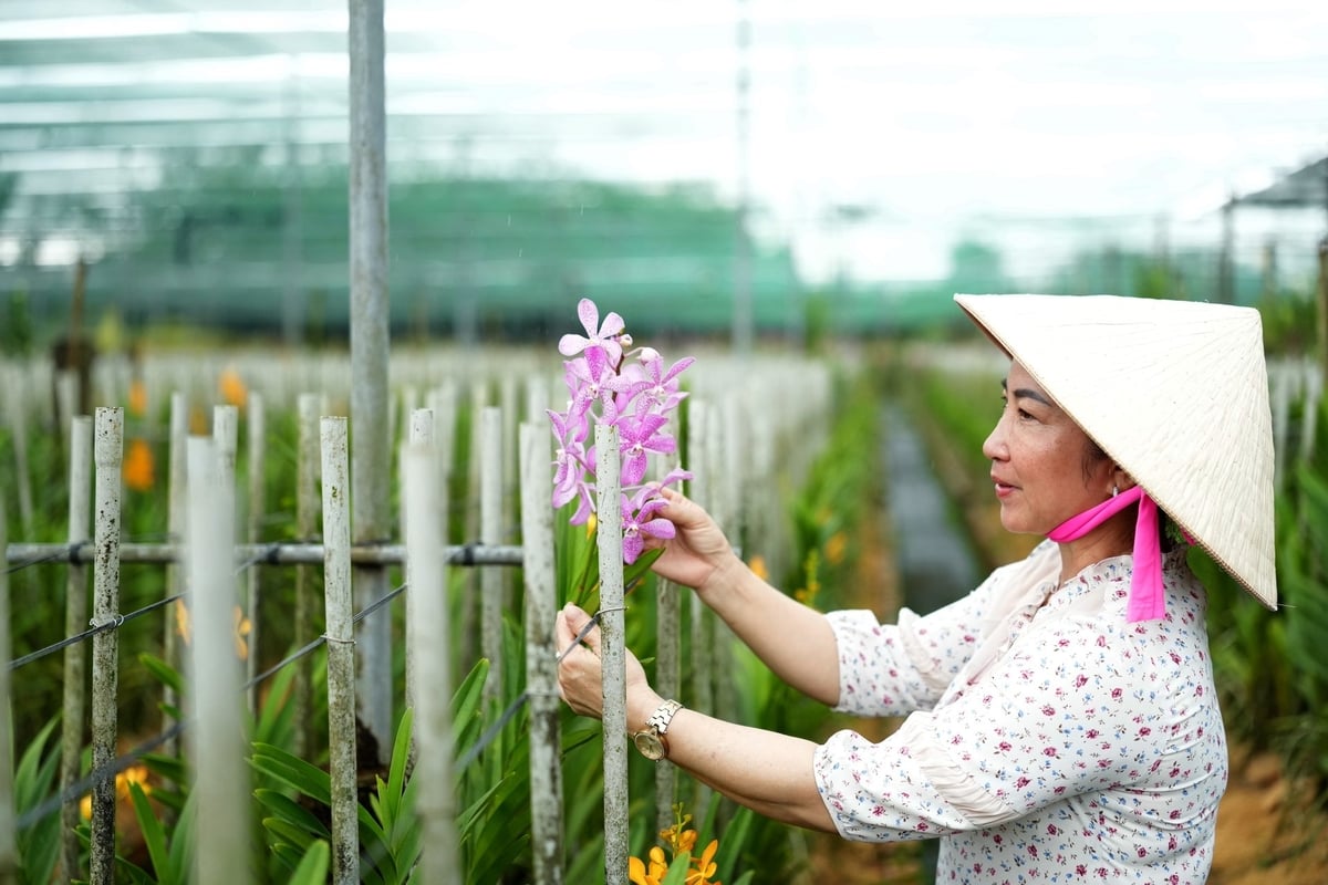 Chị Huyền cho biết mỗi loại hoa lan màu khác nhau phải chăm sóc khác nhau, dù cùng trên 1 luống. Ảnh: Phúc Lập.
