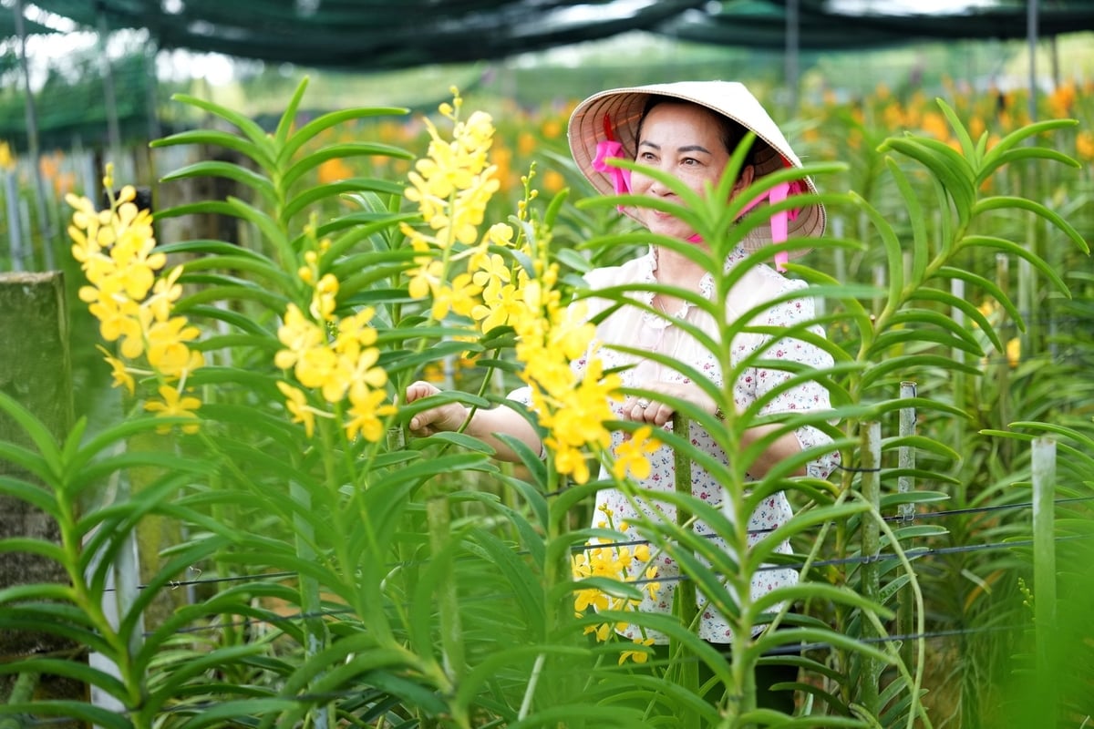 Vườn lan rộng 4ha này là nơi đầu tiên chị Huyền bắt tay khởi nghiệp với cây lan. Ảnh: Phúc Lập. 