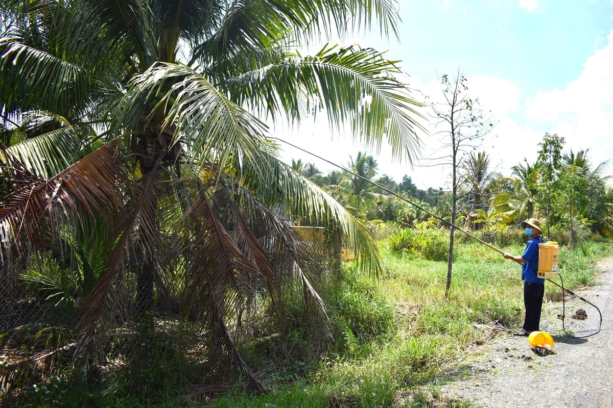 Nông dân phun thuốc bảo vệ thực vật sinh học phòng trừ sâu đầu đen. Ảnh: Minh Đảm. Nông dân phun thuốc bảo vệ thực vật sinh học phòng trừ sâu đầu đen. Ảnh: Minh Đảm.