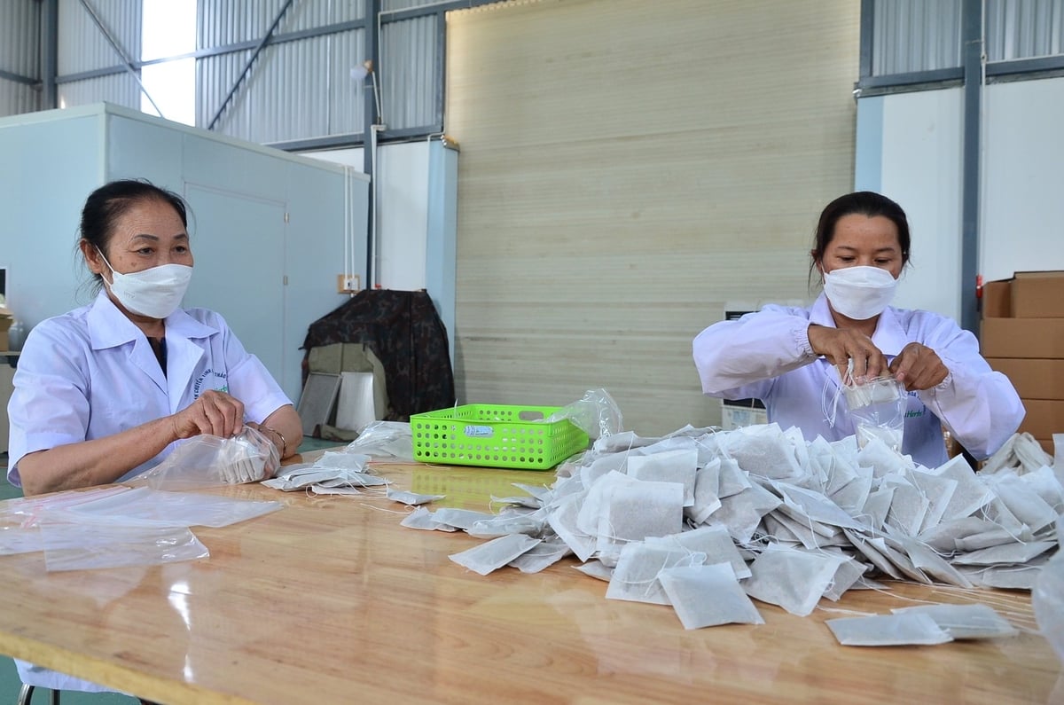 Chế biến trà túi lọc. Ảnh: Nguyễn Thị Thắm. Chế biến trà túi lọc. Ảnh: Nguyễn Thị Thắm.