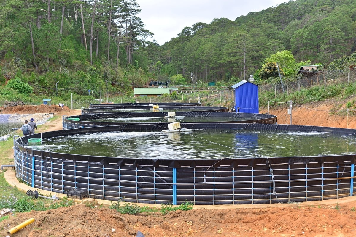 Lâm Đồng hội tụ nhiều điều kiện thuận lợi để phát triển mạnh nghề nuôi cá nước lạnh, đặc biệt là cá tầm. Ảnh: Phương Chi.