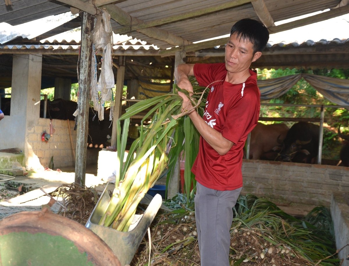 Việc chủ động được nguồn cỏ là yếu tố quan trọng giáp áp lực thức ăn cho đàn trâu bò, nhất là mùa đông giá rét. Ảnh: Đào Thanh.