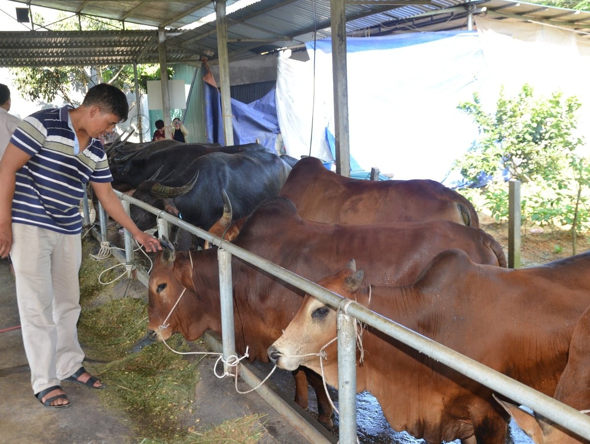 Đàn trâu, bò được nuôi nhót theo đúng quy trình kỹ thuật, sinh trưởng phát triển nhanh, chất lượng thịt thơm ngon. Ảnh: Đào Thanh.