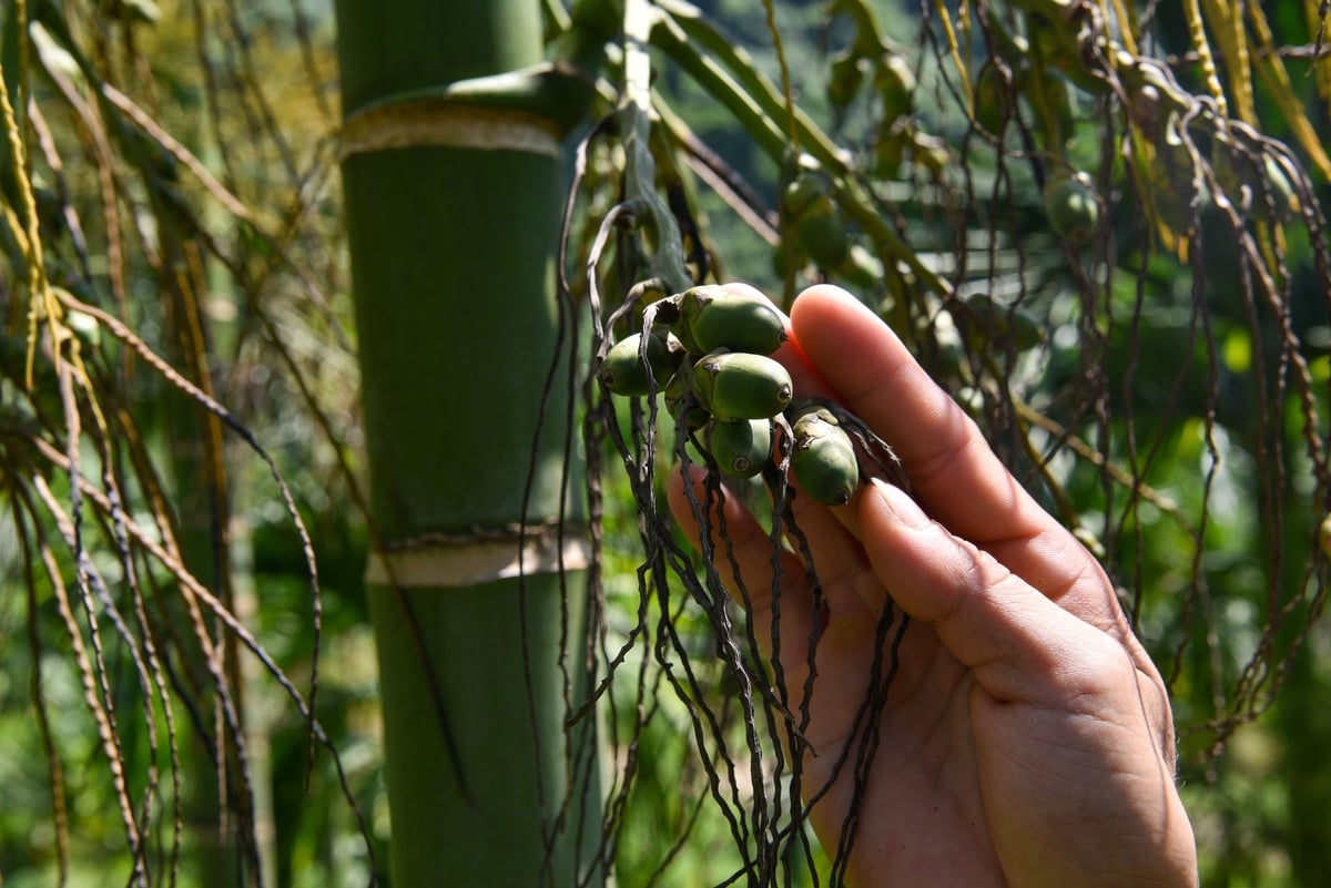 Quả cau chỉ nhỏ như ngón tay là đã thu hái được. Ảnh: Dương Đình Tường.