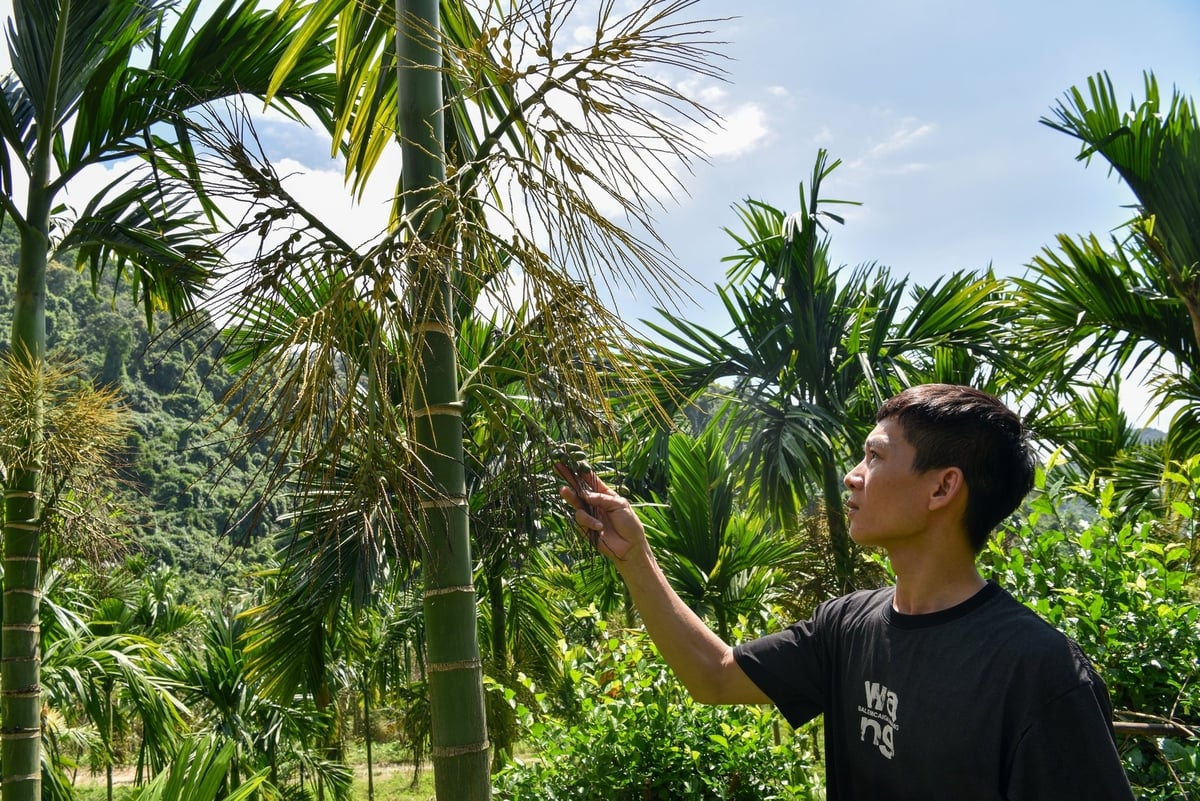 Anh Nguyễn Văn Hưởng đang kiểm tra buồng cau Đài Loan chuẩn bị thu hái. Ảnh: Dương Đình Tường.