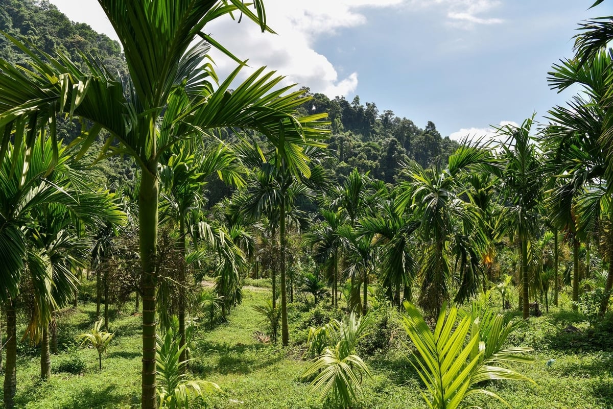Cau được trồng theo kiểu gối nhau cách nhau 5 năm để về sau cao quá phải đốn vẫn có thu hái. Ảnh: Dương Đình Tường.