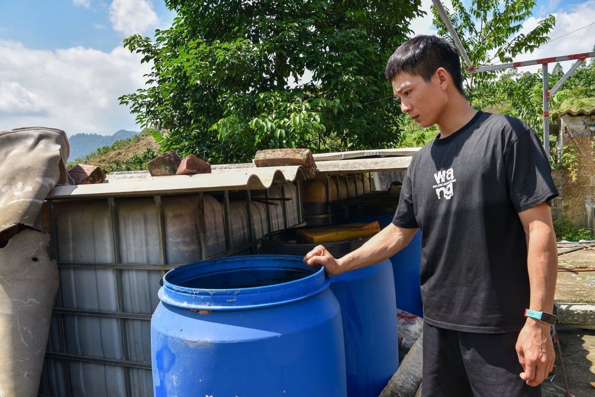 Những thùng phuy ủ trứng, sữa, chuối để tưới cho cau. Ảnh: Dương Đình Tường.