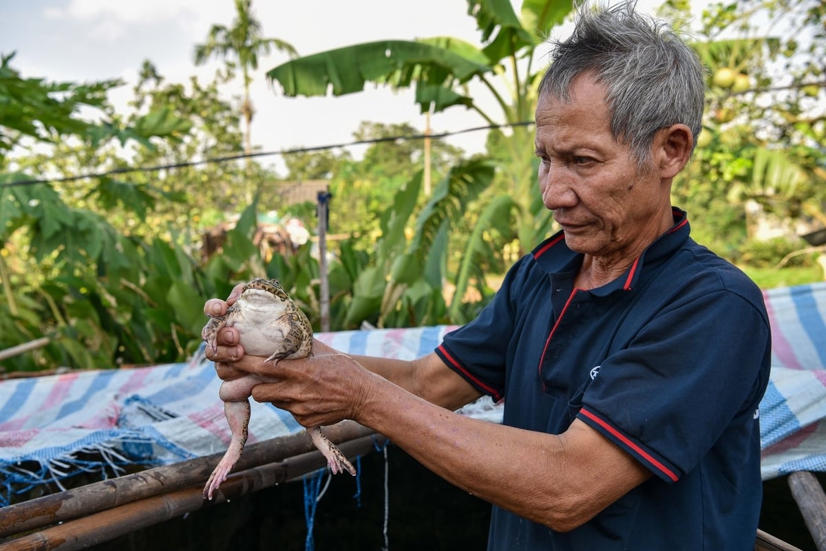 Ông Nguyễn Văn Khoa kiểm tra một con ếch cái giống. Ảnh: Dương Đình Tường.
