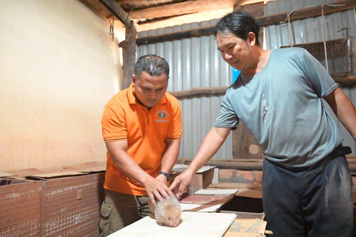 Không chỉ chăm sóc đàn dúi của mình, anh Sùng A Sà còn sẵn sàng chia sẻ kinh nghiệm, kỹ thuật nuôi dúi cho bà con xung quanh. Ảnh: Phạm Hoài.