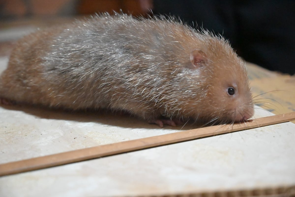 Theo anh Sà, quá trình nuôi dúi khó nhất và cũng lo nhất là vào mùa nắng nóng và thời kỳ sinh sản. Chuồng phải luôn mát, tránh ánh nắng trực tiếp, nếu để nóng quá dúi bỏ ăn, dễ bệnh. Ảnh: Phạm Hoài.