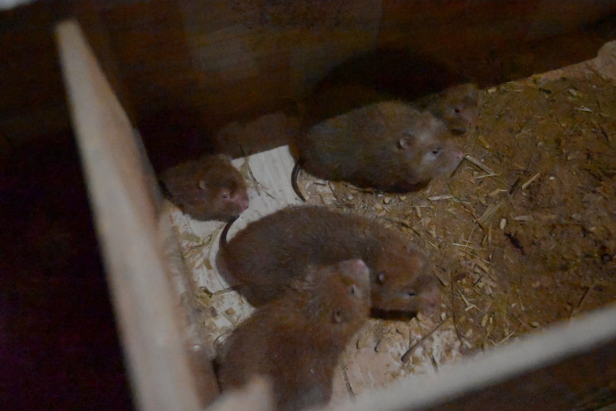 Hiện nay, mỗi cặp dúi giống được anh Sùng A Sà bán cho người có nhu cầu khoảng 3 triệu đồng. Ảnh: Phạm Hoài.