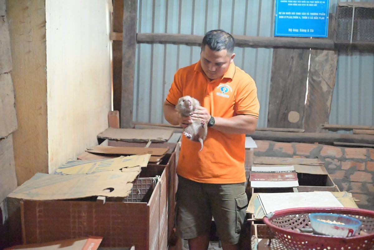 Anh Sùng A Sà, thôn 5, xã Quảng Khê, tỉnh Lâm Đồng đang kiểm tra một trong số những con dúi mẹ đang mang thai để chuẩn bị chuồng phù hợp cho sinh sản. Ảnh: Phạm Hoài.