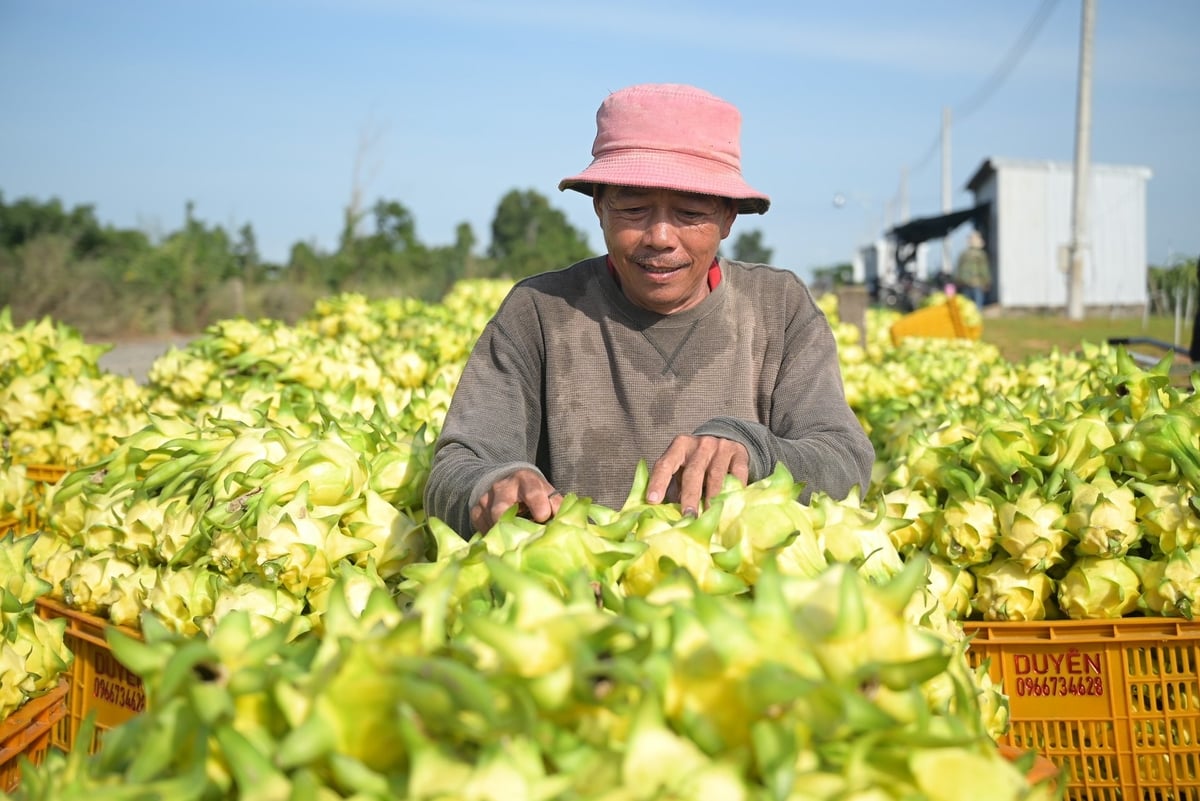 Anh Bùi Minh Công ở thôn 7, xã Hàm Thuận, Lâm Đồng cho biết, làm nông giờ không chỉ dựa vào kinh nghiệm mà phải dựa trên dữ liệu. Sản xuất giảm phát thải giúp vườn bền hơn và mở cánh cửa vào các thị trường khó tính. Ảnh: Phạm Hoài.