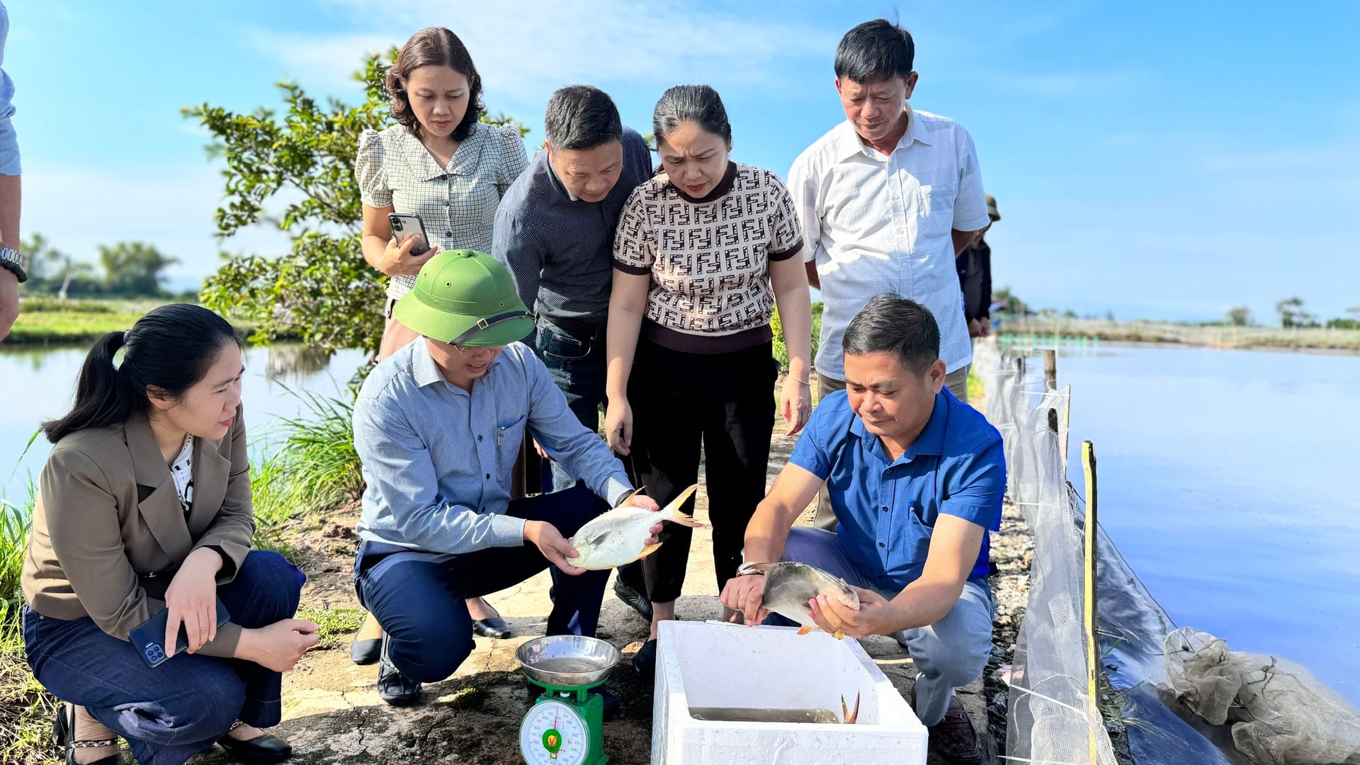 Cá chim vây vàng đang có nhiều tiềm năng thay thế các vùng nuôi tôm kém hiệu quả. Ảnh: Ánh Nguyệt.