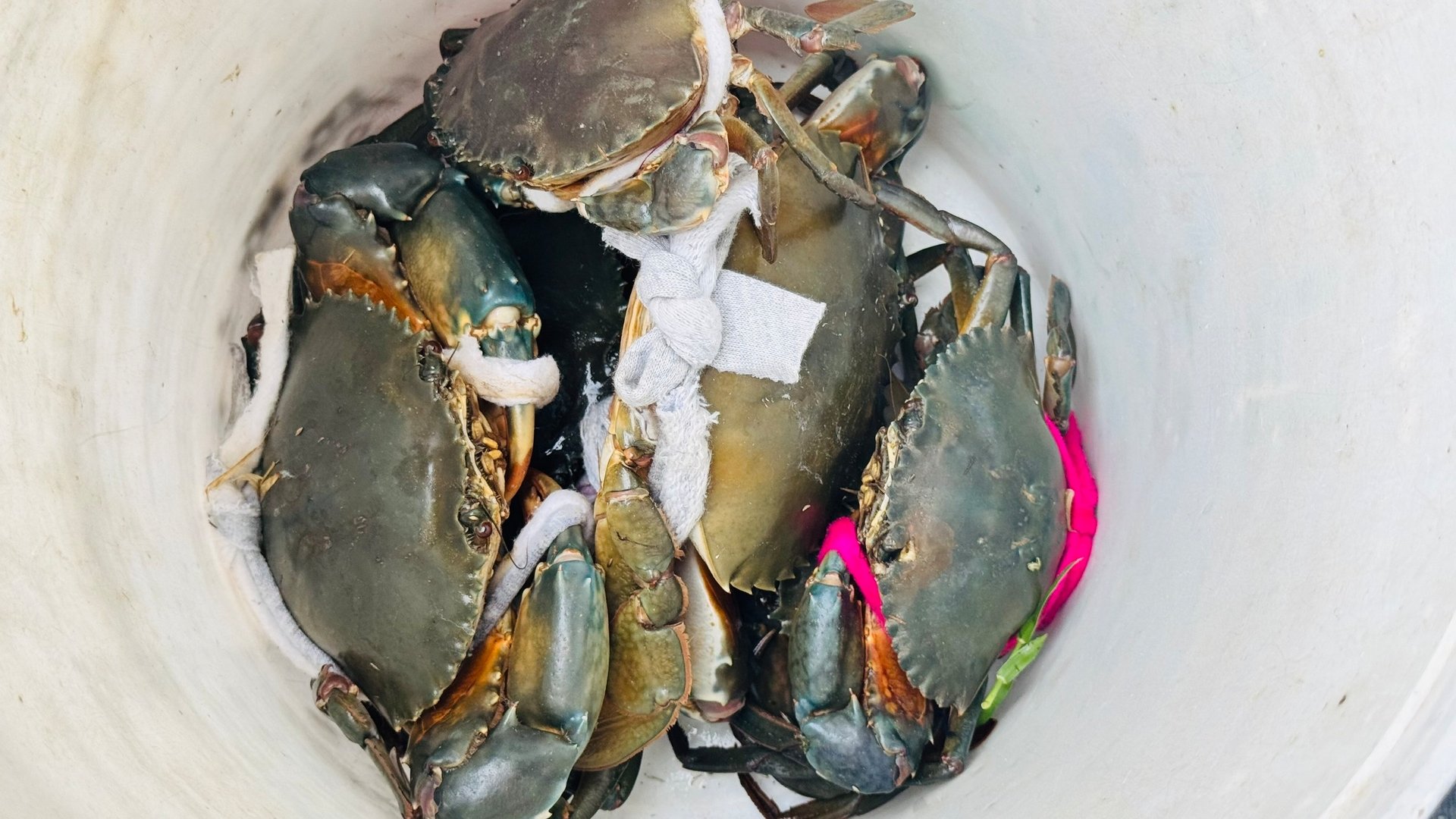 Sau hơn 6 tháng nuôi, cua phát triển tốt, đạt trọng lượng bình quân 0,4kg/con, tỷ lệ sống đạt trên 60%, năng suất hơn 2 tấn/ha. Ảnh: Ánh Nguyệt.