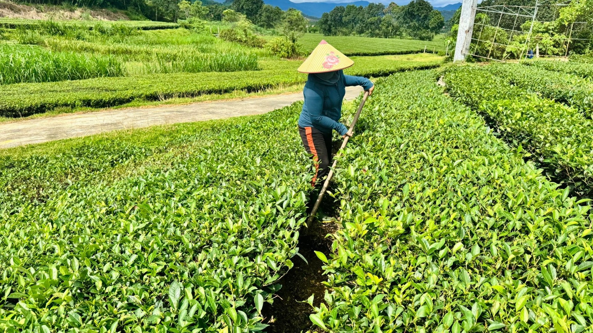 Tham gia mô hình, bà con nắm vững kỹ thuật, kiểm soát tốt quy trình canh tác, hạn chế rủi ro do sâu bệnh và hóa chất. Ảnh: Ánh Nguyệt.