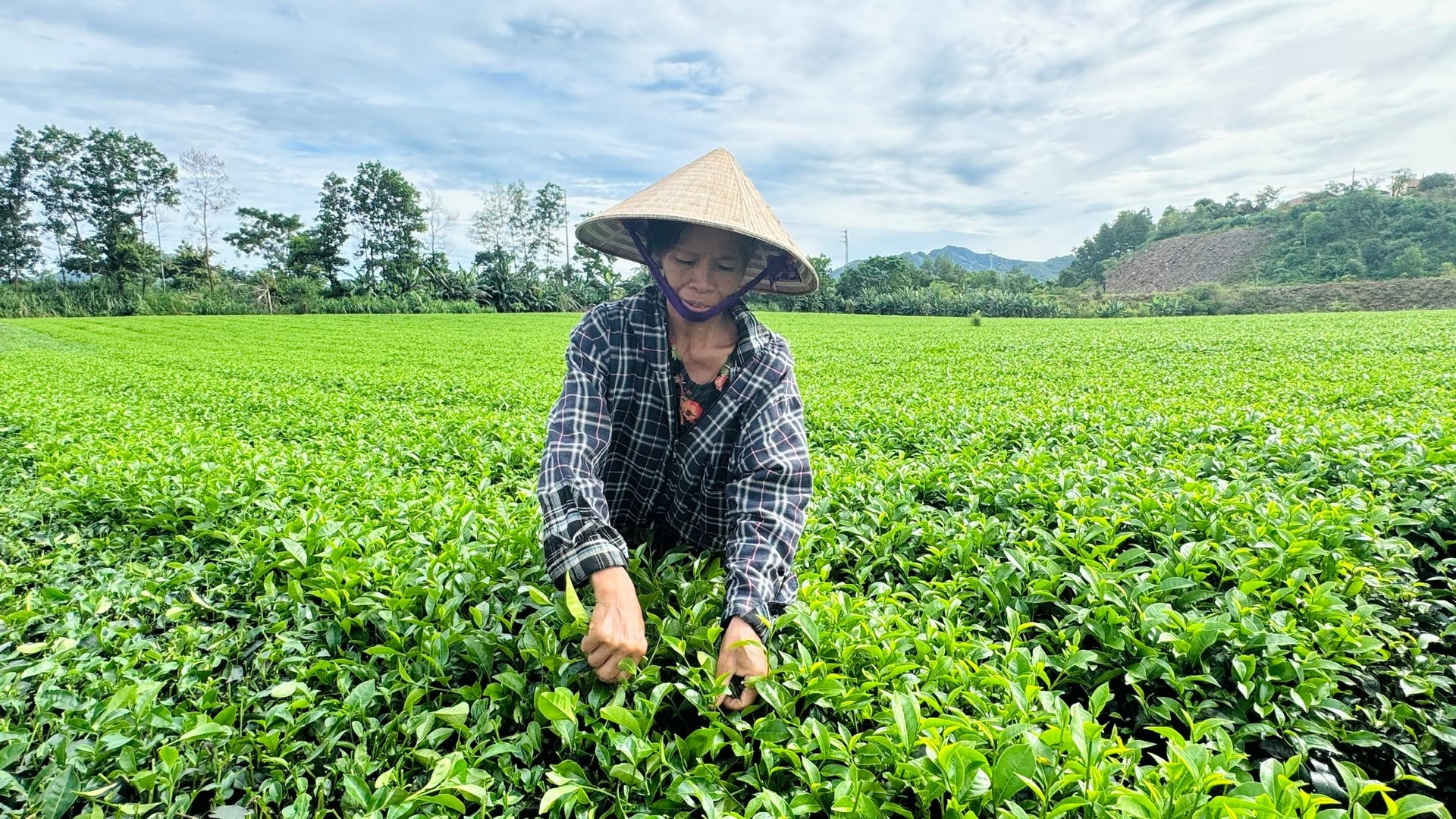 Khi được cấp mã vùng trồng và sản xuất theo tiêu chuẩn VietGAP, sản phẩm chè Hà Tĩnh sẽ có cơ hội vươn xa hơn. Ảnh: Ánh Nguyệt.